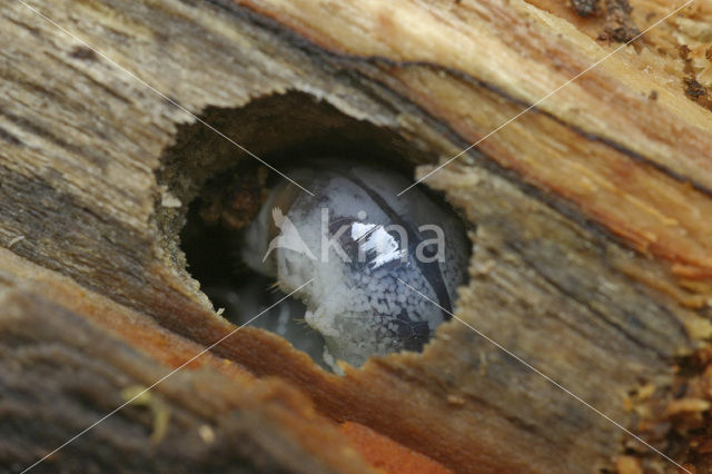 Blauw vliegend hert (Platycerus caraboides)