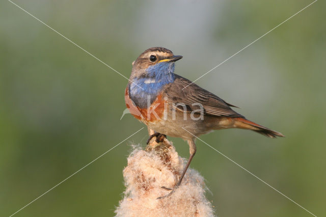 Bluethroat (Luscinia svecica)