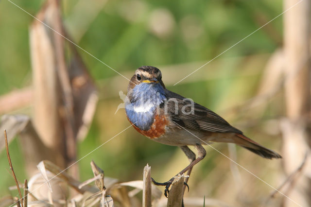 Bluethroat (Luscinia svecica)