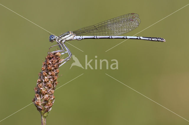 White-legged Damselfly (Platycnemis pennipes)