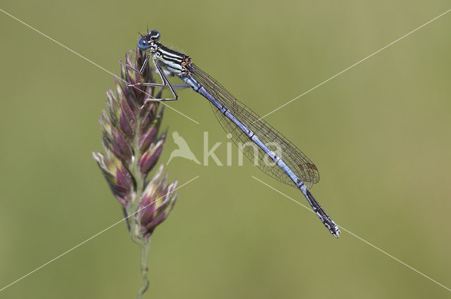 Blauwe breedscheenjuffer (Platycnemis pennipes)