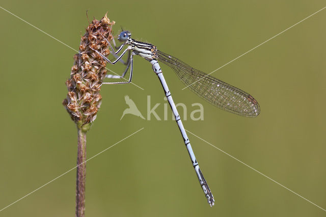 White-legged Damselfly (Platycnemis pennipes)