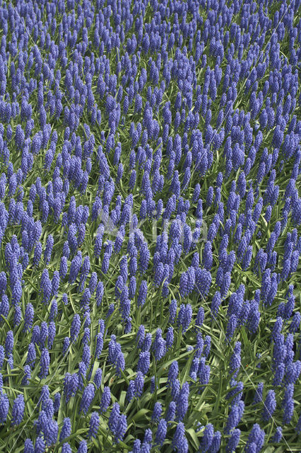 Small Grape Hyacinth (Muscari botryoides)