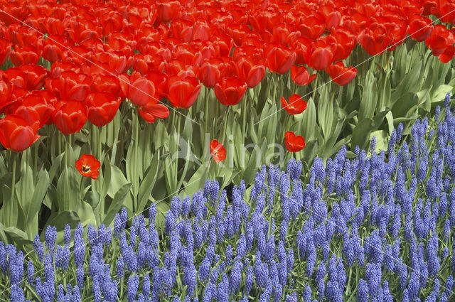 Blauwe druifjes (Muscari botryoides)