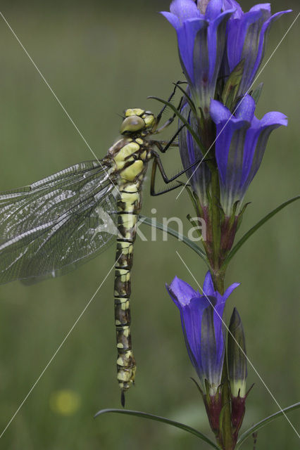 Blauwe glazenmaker (Aeshna cyanea)