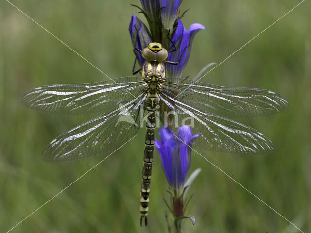 Blauwe glazenmaker (Aeshna cyanea)