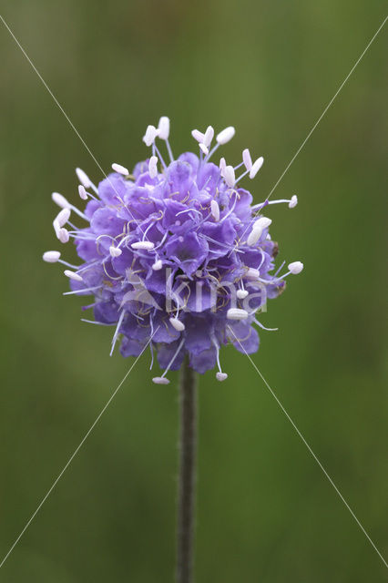 Blauwe knoop (Succisa pratensis)