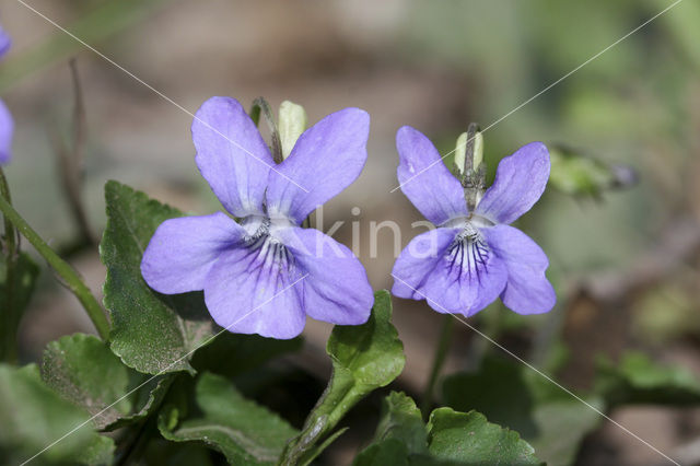 Bleeksporig bosviooltje (Viola riviniana)