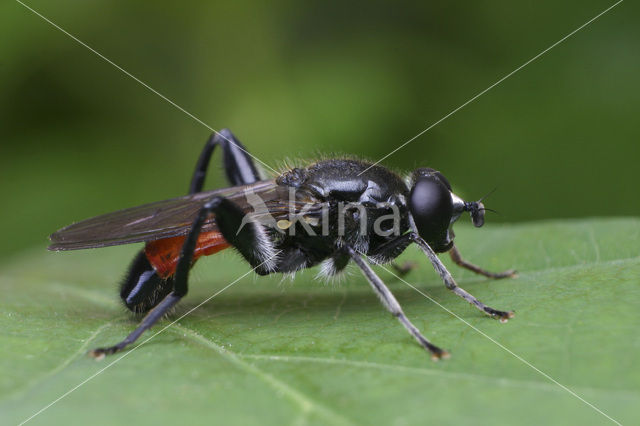 Bloedrode bladloper (Brachypalpoides lentus)