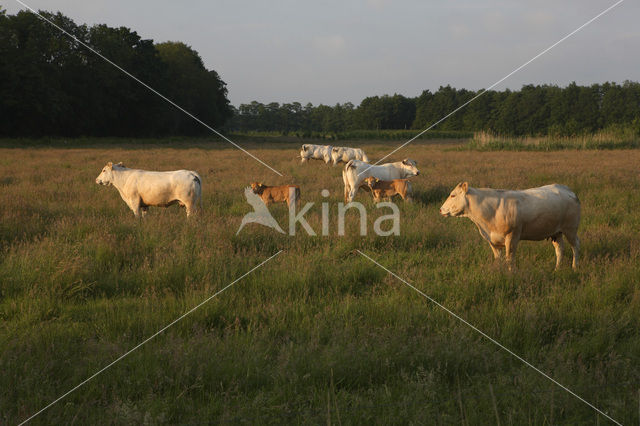 Blonde d'Aquitaine cow (Bos Domesticus)