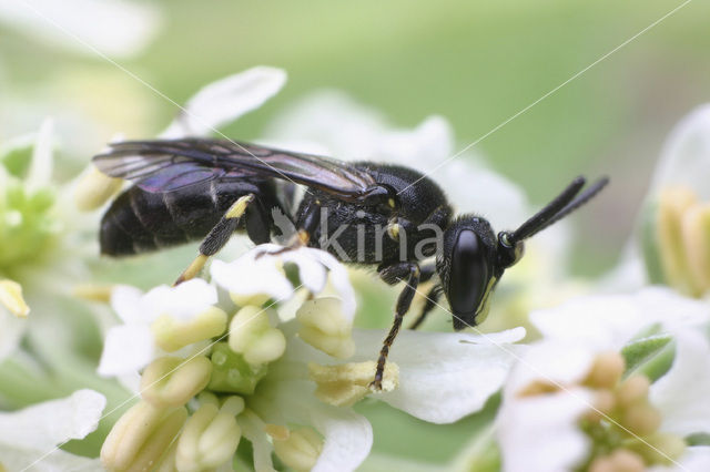 Boemerangmaskerbij (Hylaeus difformis)