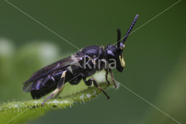 Hylaeus difformis
