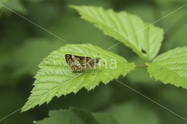 Bont dikkopje (Carterocephalus palaemon)