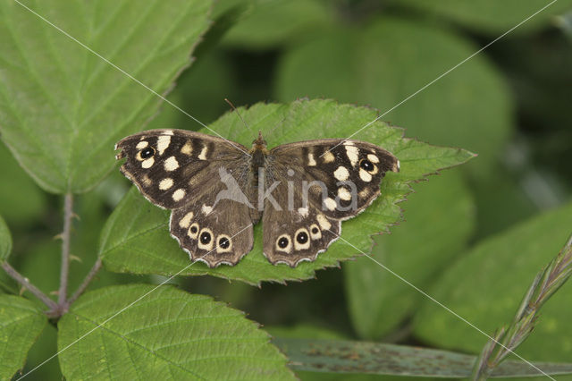 Speckled Wood (Pararge aegeria)