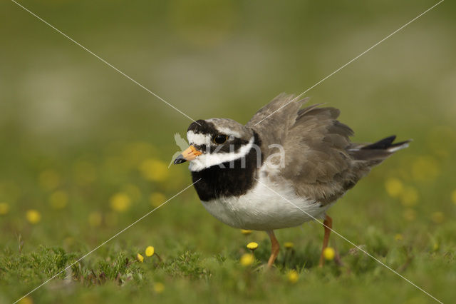 Bontbekplevier (Charadrius hiaticula)