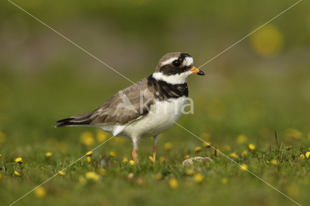 Ringed Plover (Charadrius hiaticula)