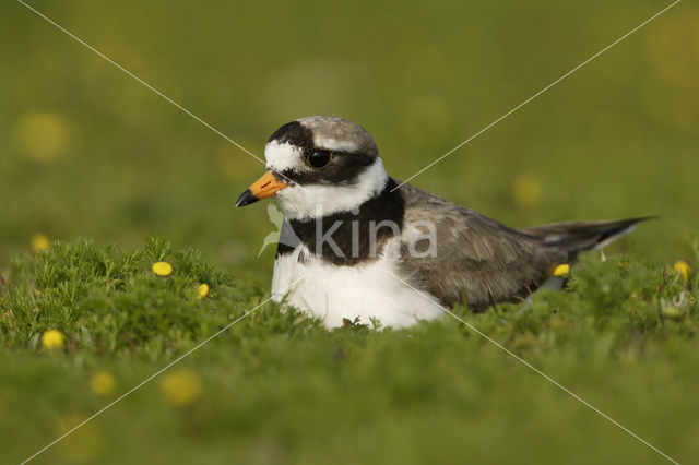 Bontbekplevier (Charadrius hiaticula)