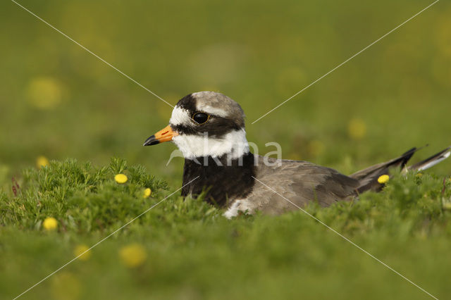 Bontbekplevier (Charadrius hiaticula)