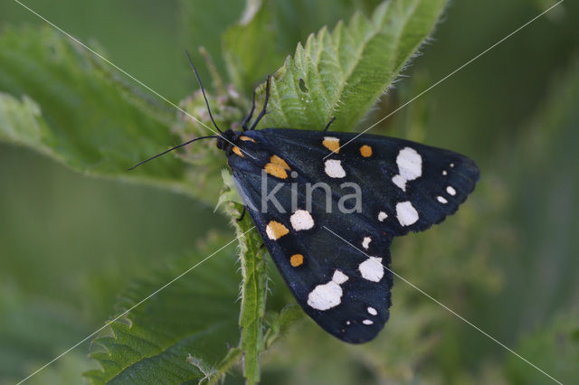 Bonte beer (Callimorpha dominula)