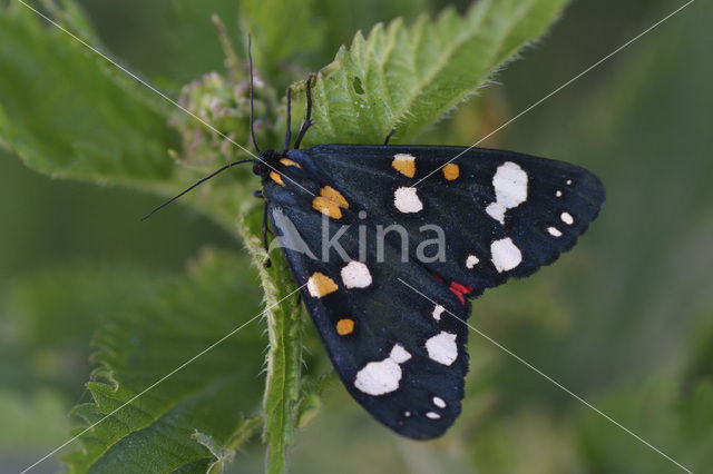 Bonte beer (Callimorpha dominula)