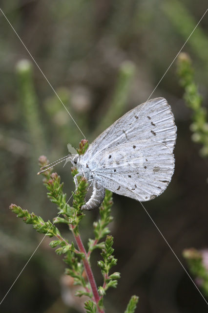 Boomblauwtje (Celastrina argiolus)