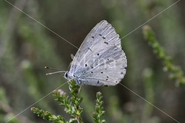 Boomblauwtje (Celastrina argiolus)