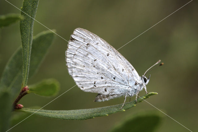 Holly Blue (Celastrina argiolus)