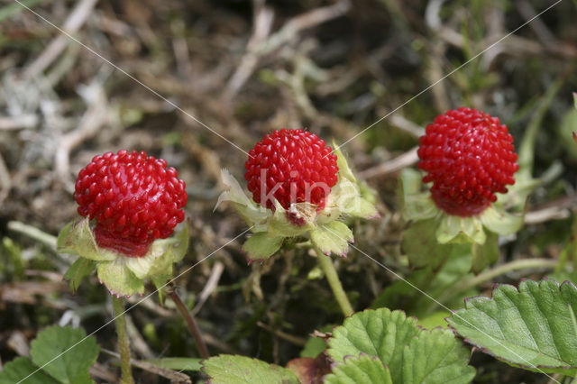 Bosaardbei (Fragaria vesca)