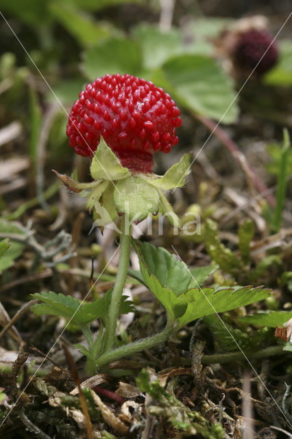 Bosaardbei (Fragaria vesca)