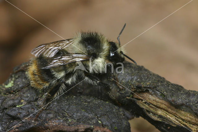 Bombus sylvarum