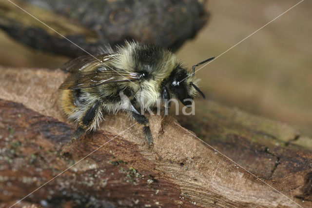 Boshommel (Bombus sylvarum)