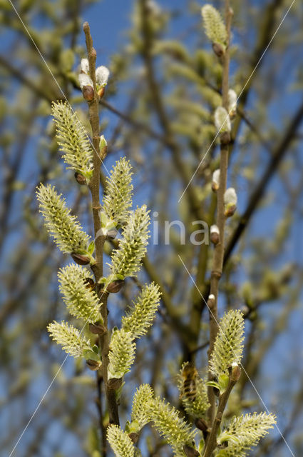 Boswilg (Salix caprea)