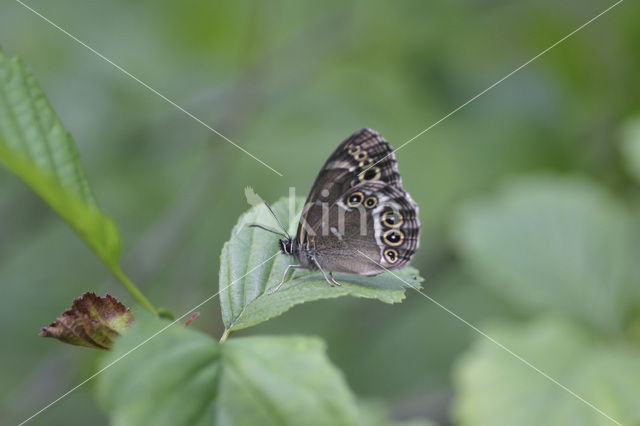 Woodland Brown (Lopinga achine)