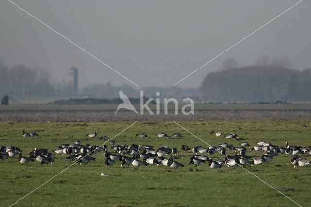 Brandgans (Branta leucopsis)