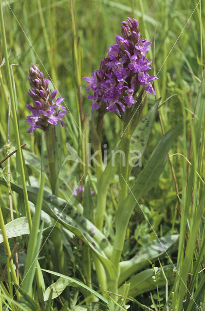 Brede orchis (Dactylorhiza majalis)