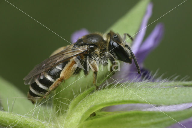 Bremzandbij (Andrena ovatula)