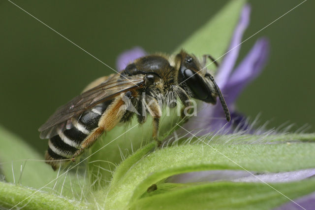 Andrena ovatula