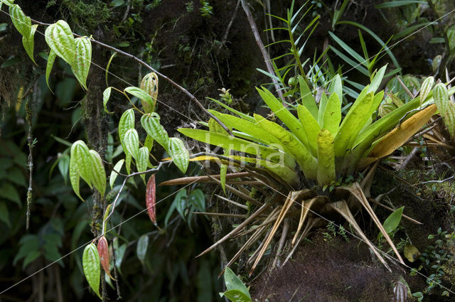 Pineapplefamily (Bromeliaceae)