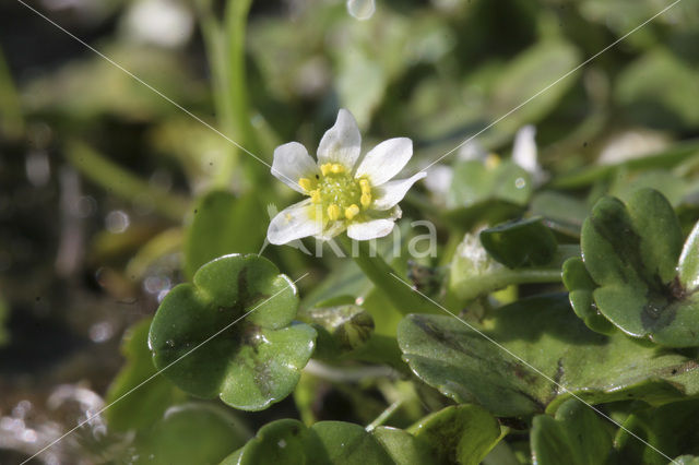 Bronkruid (Montia fontana)