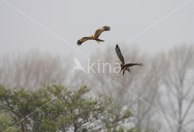 Bruine Kiekendief (Circus aeruginosus)