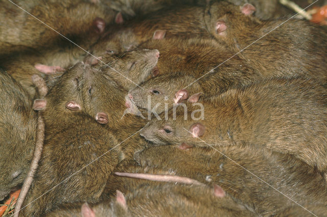 Bruine rat (Rattus norvegicus)