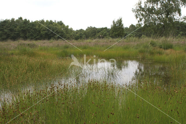 Brown Beak-sedge (Rhynchospora fusca)