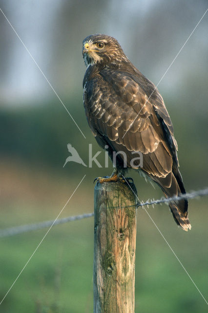 Buizerd (Buteo buteo)