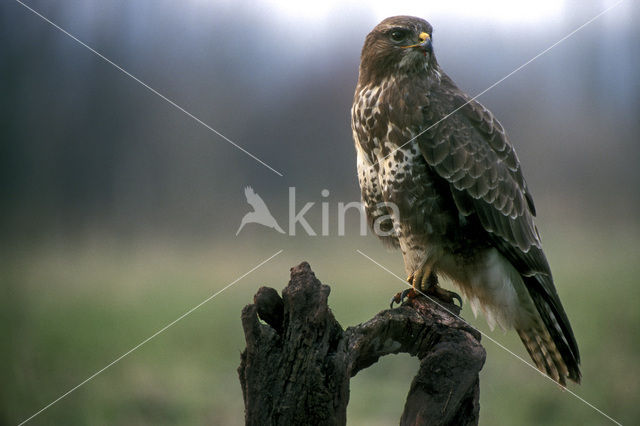 Common Buzzard (Buteo buteo)