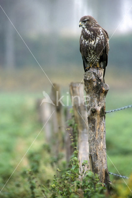 Buizerd (Buteo buteo)