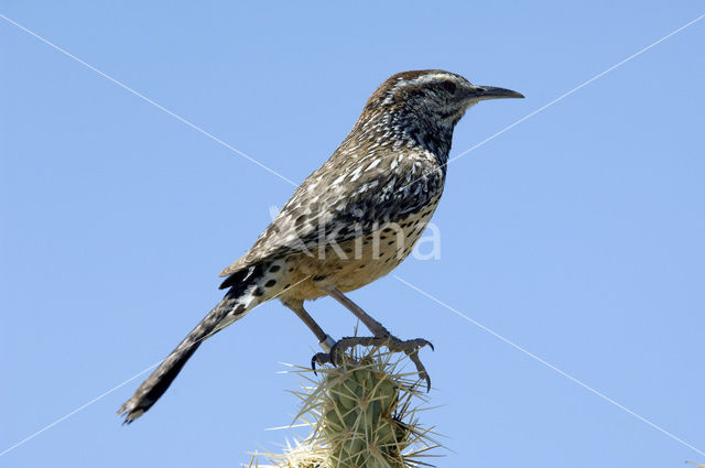 Cactuswinterkoning (Campylorhynchus brunneicapillus)