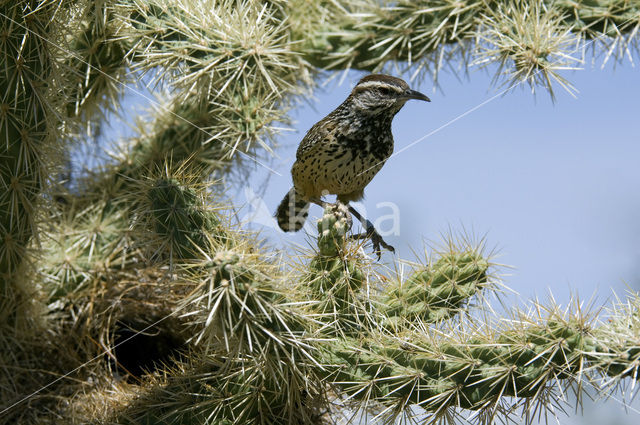 Cactuswinterkoning (Campylorhynchus brunneicapillus)