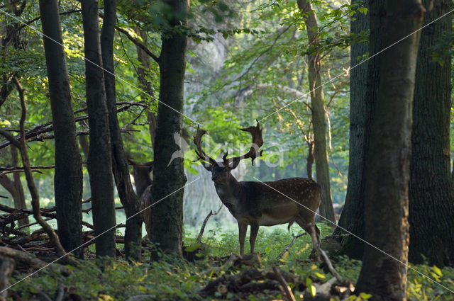 Fallow Deer (Dama dama)