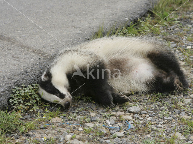 Badger (Meles meles)