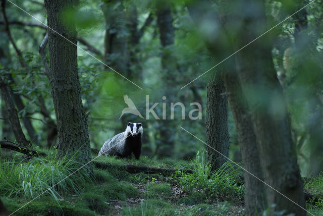Badger (Meles meles)
